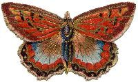 KVK Designs Butterfly